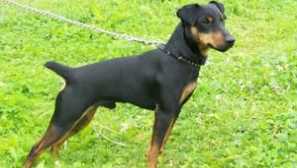 Jagdterrier: грижа и содржина